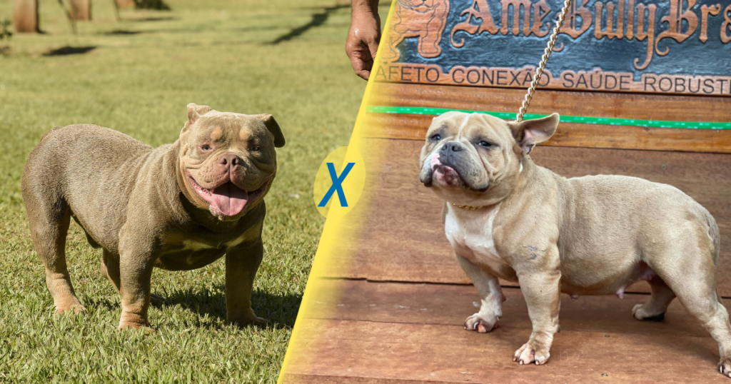 Problemas de saúde do american bully micro - MICRO BULLY