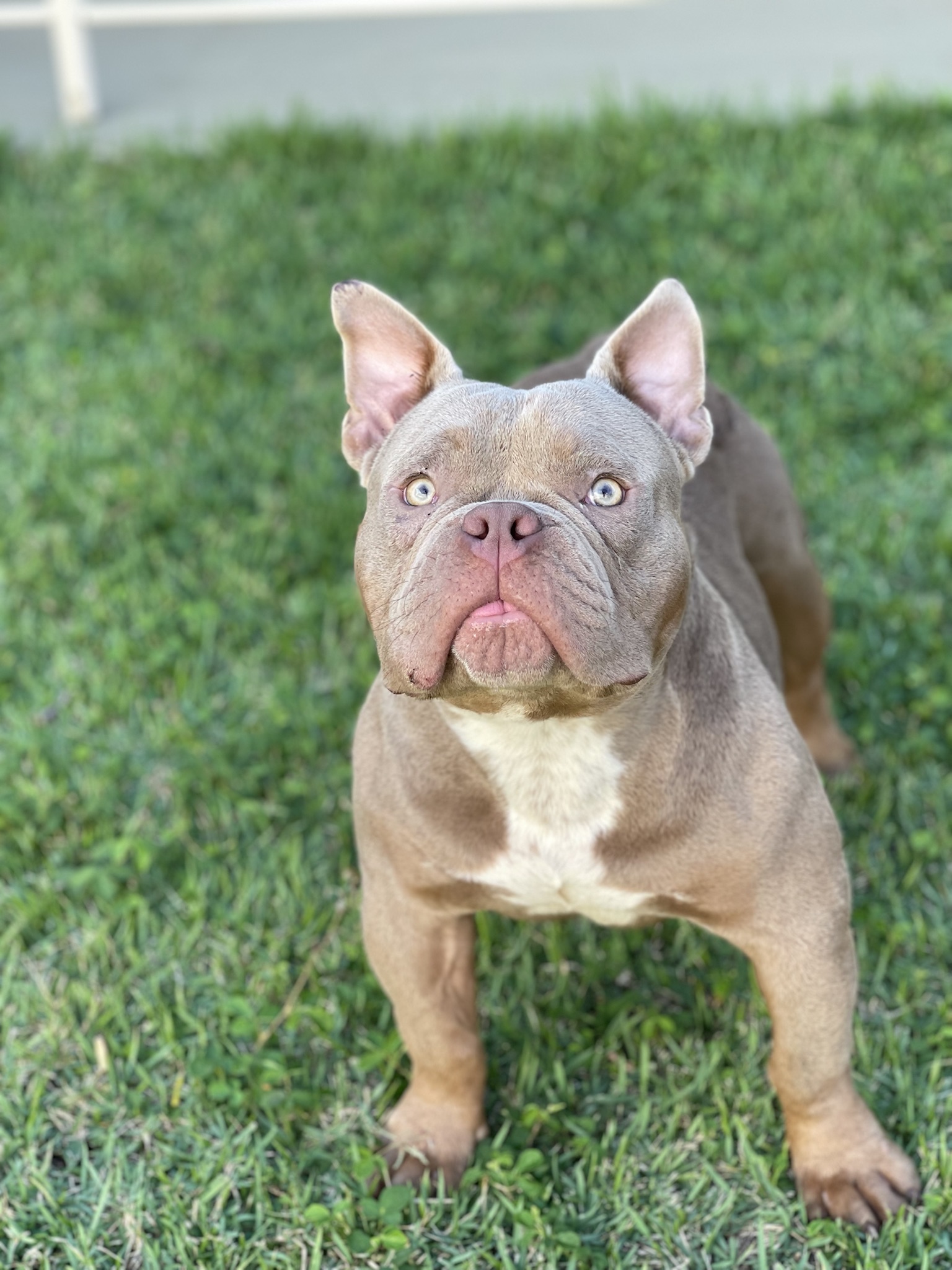 Problemas de saúde do american bully micro - MICRO BULLY